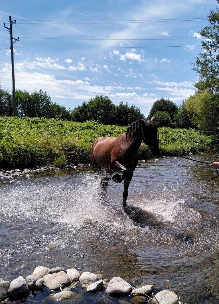 Zufriedenes Pferd spielt mit Wasser im Fluss – Naturerlebnis in der pferdegestützten Therapie- Führung zeigt sich auch hier
