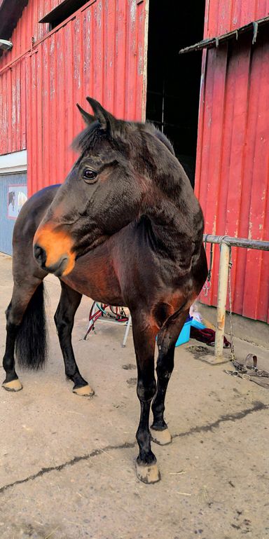 Das Pferd ist ohne Halfter, es hat einen freien Willen. Wie kann es gelingen, das Pferd für meine Interessen zu gewinnen.