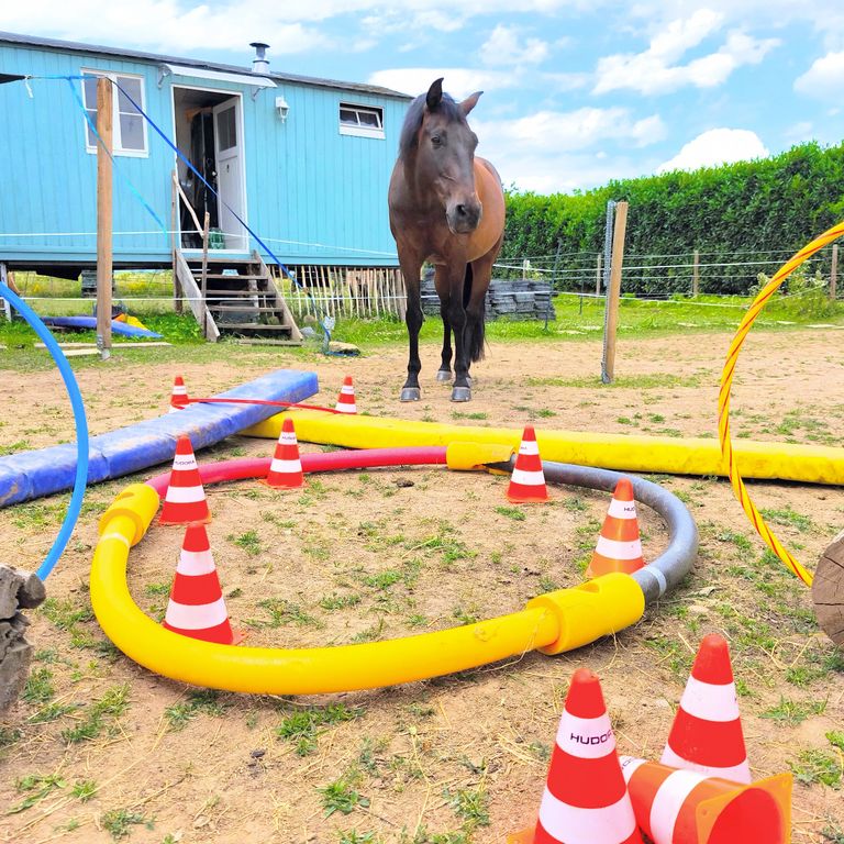 Pferd bei der Reittherapie mit Pylonen und Material – im Hintergrund der Therapie-Bauwagen in Freiburg

