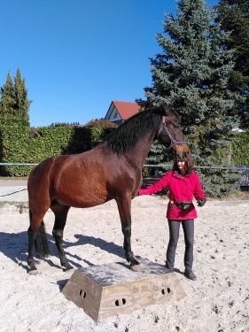 Pferd geht auf ein Podest, nachdem die Frau das Pferd angeleitet hat. Dazu braucht es Führungsqualitäten, Überzeugungskraft