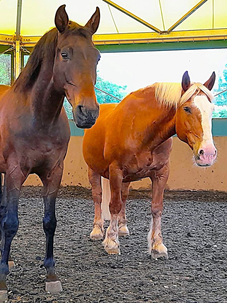 Das Pferd kann sich mit dem Mensch entspannen. Es fühlt genug Führungsstärke und ist bereit für die Arbeit.