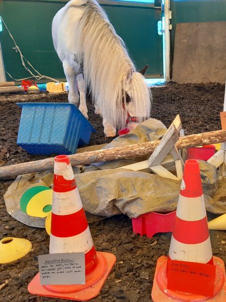 Pferd bei der Reittherapie mit Pylonen und Material – Es reagiert auf unser Verhalten- und das kann man reflektieren und ändern
