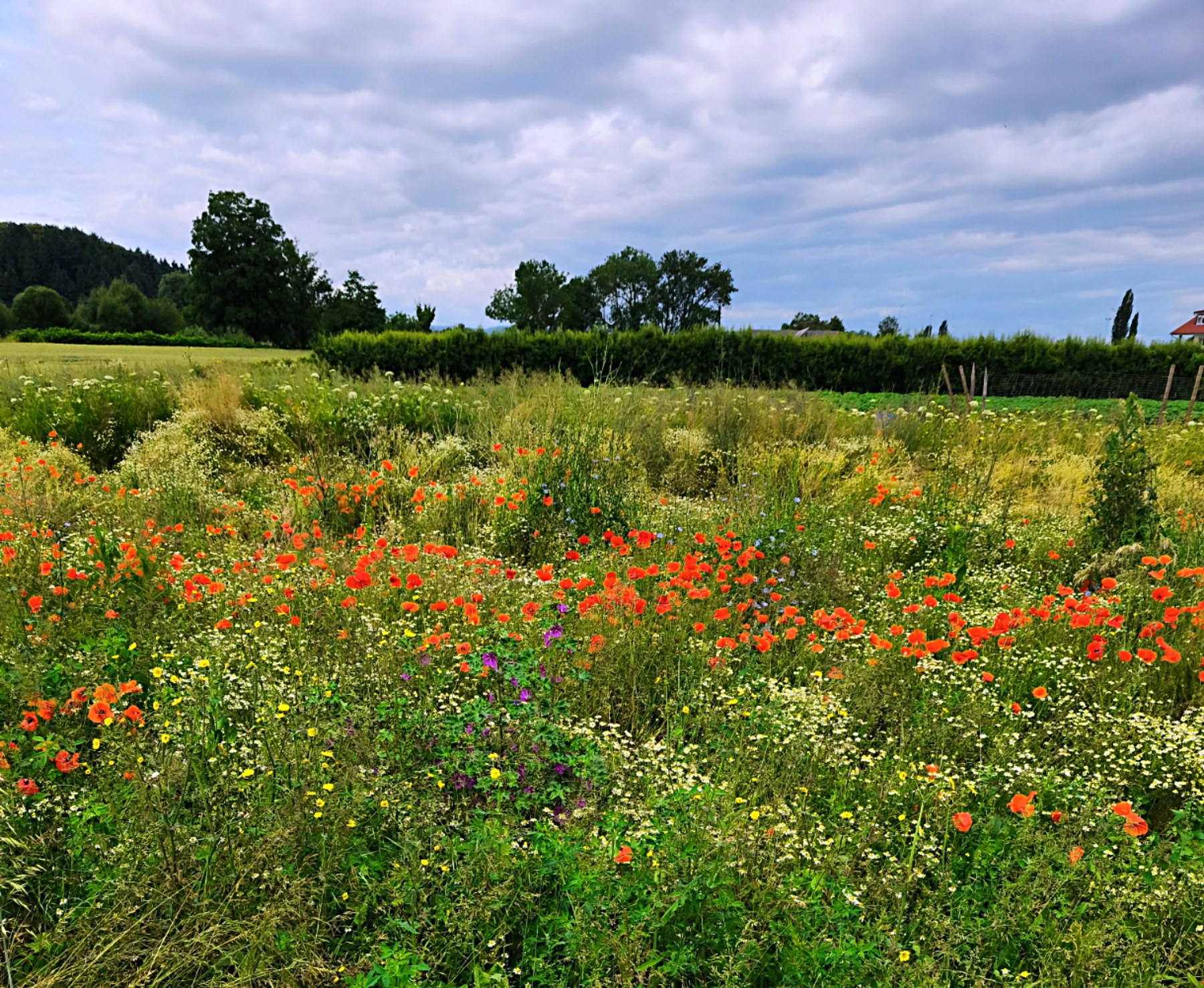 Blühende Wiese mit Mohn vor dem Schwarzwald