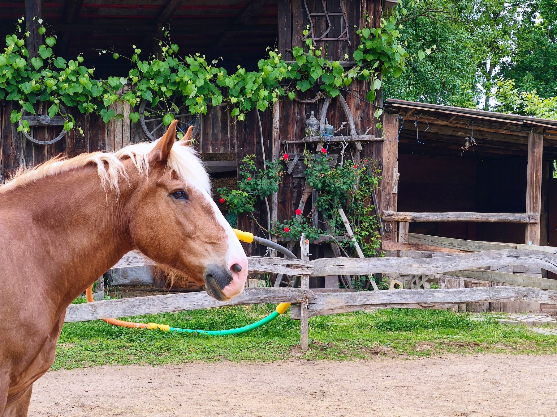 Ein Pferd schaut über den Zaun, dahinter der alte Holzstall