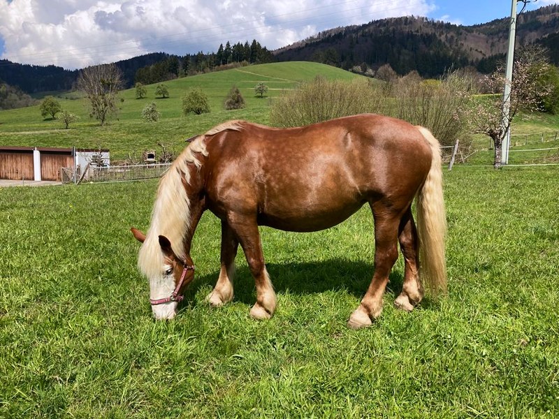 Ein Pferd auf einer Weide vor bewaldeten Hügeln bei Freiburg
