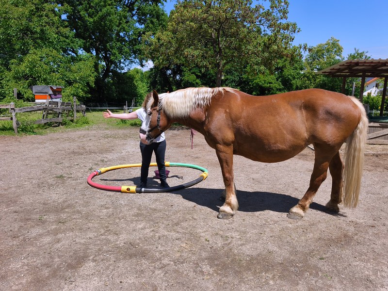 Eine Frau arbeitet mit einem Pferd auf dem Reitplatz, ein Reifen liegt am Boden